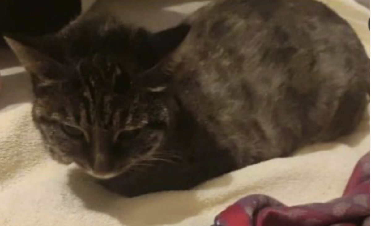 Кошку спасли огнеборцы во время пожара в Актау