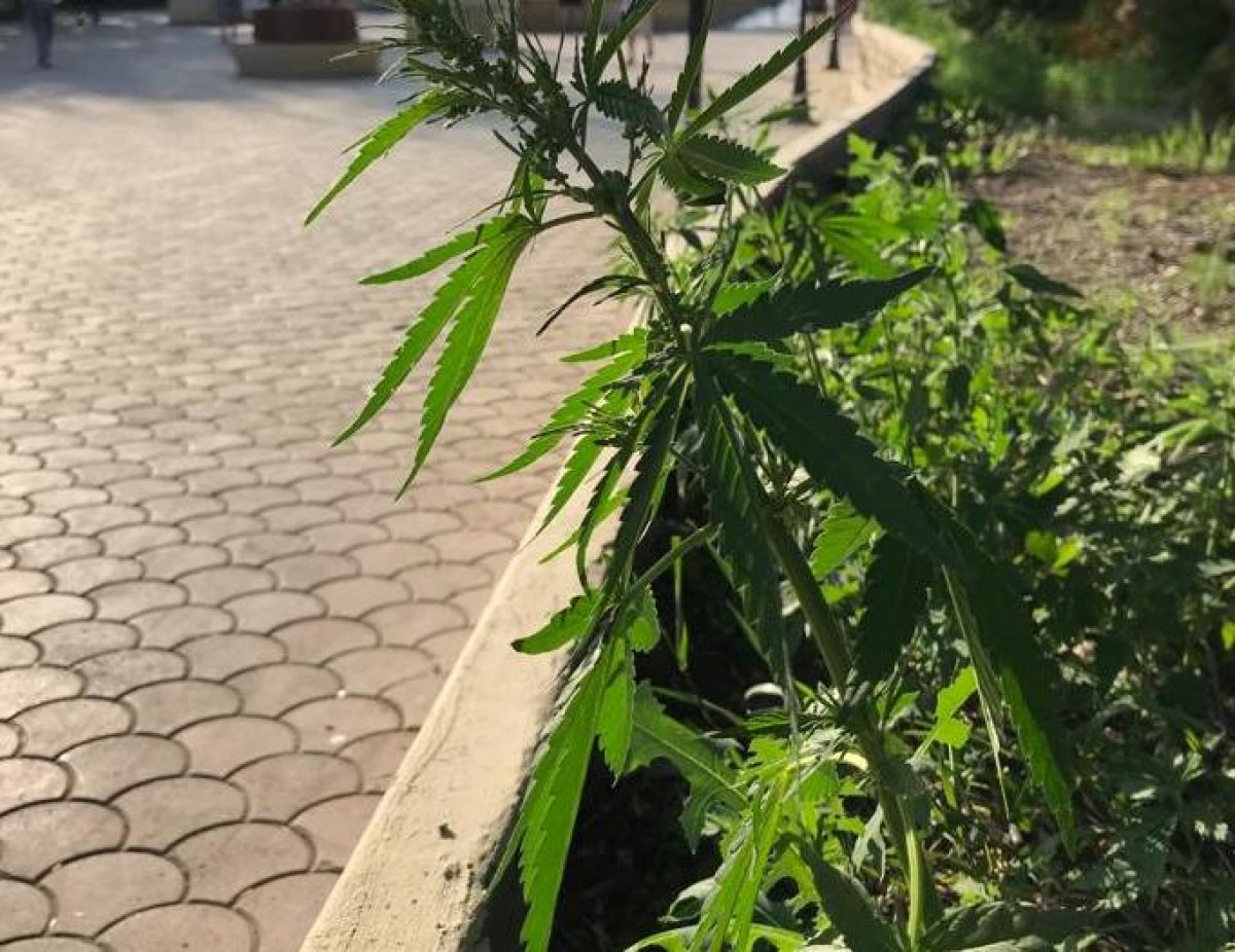 Клумбы с коноплей в центре Петропавловска удивили горожан