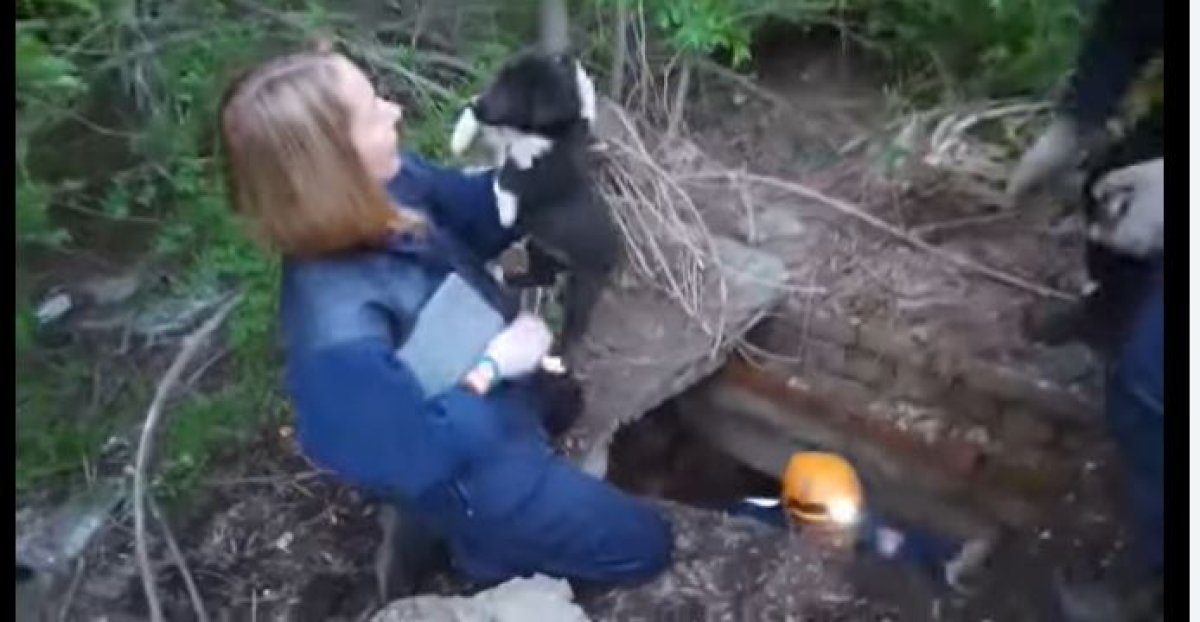 Провалившегося в колодец щенка спасли в ВКО