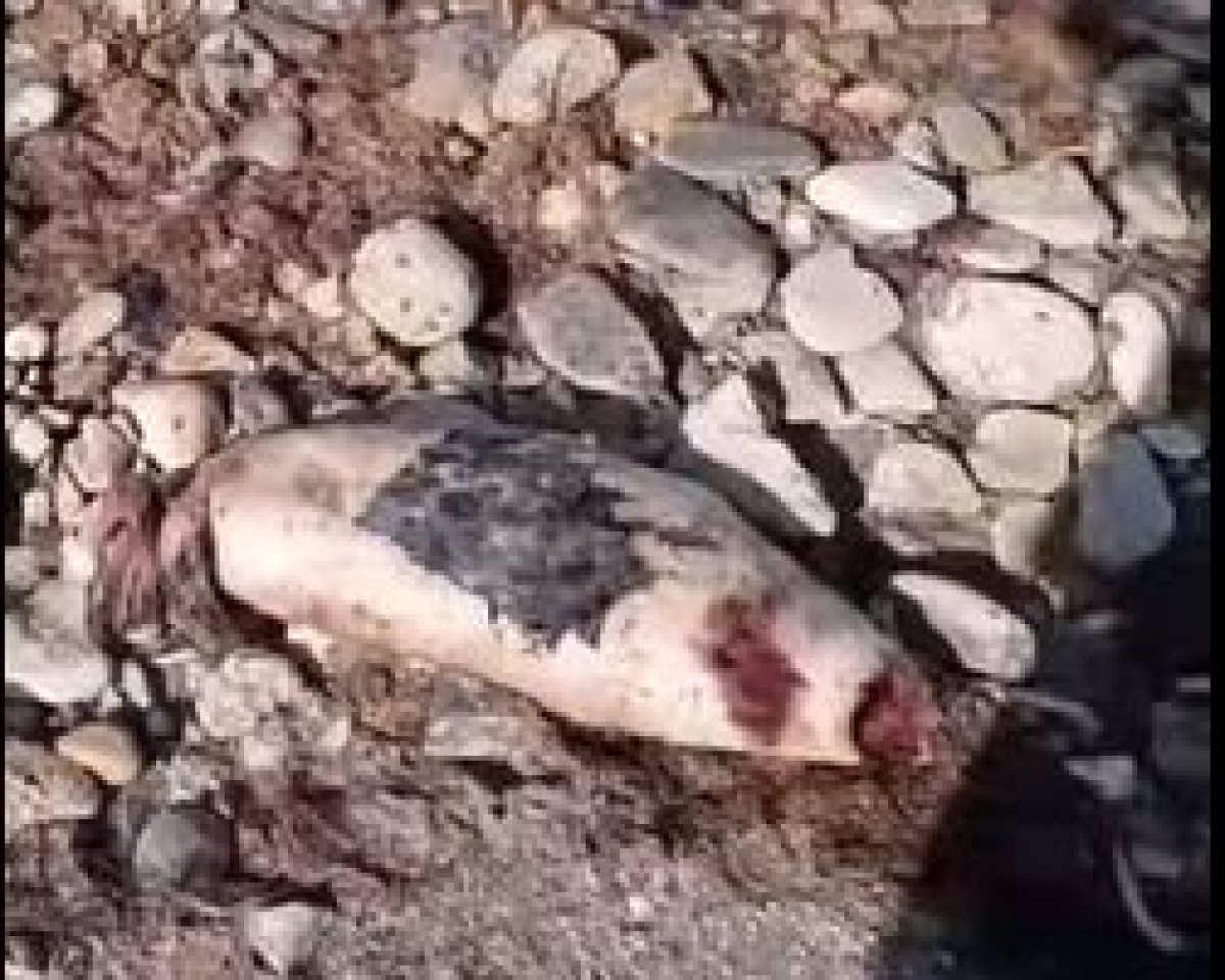 Ситуацию с мертвыми тюленями в Актау прокомментировали в областном управлении рыбной инспекции