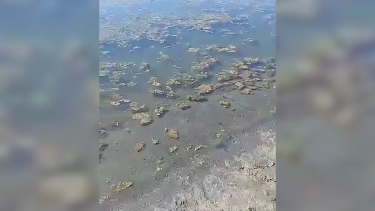 На грязное озеро в костанайском санатории пожаловались отдыхающие