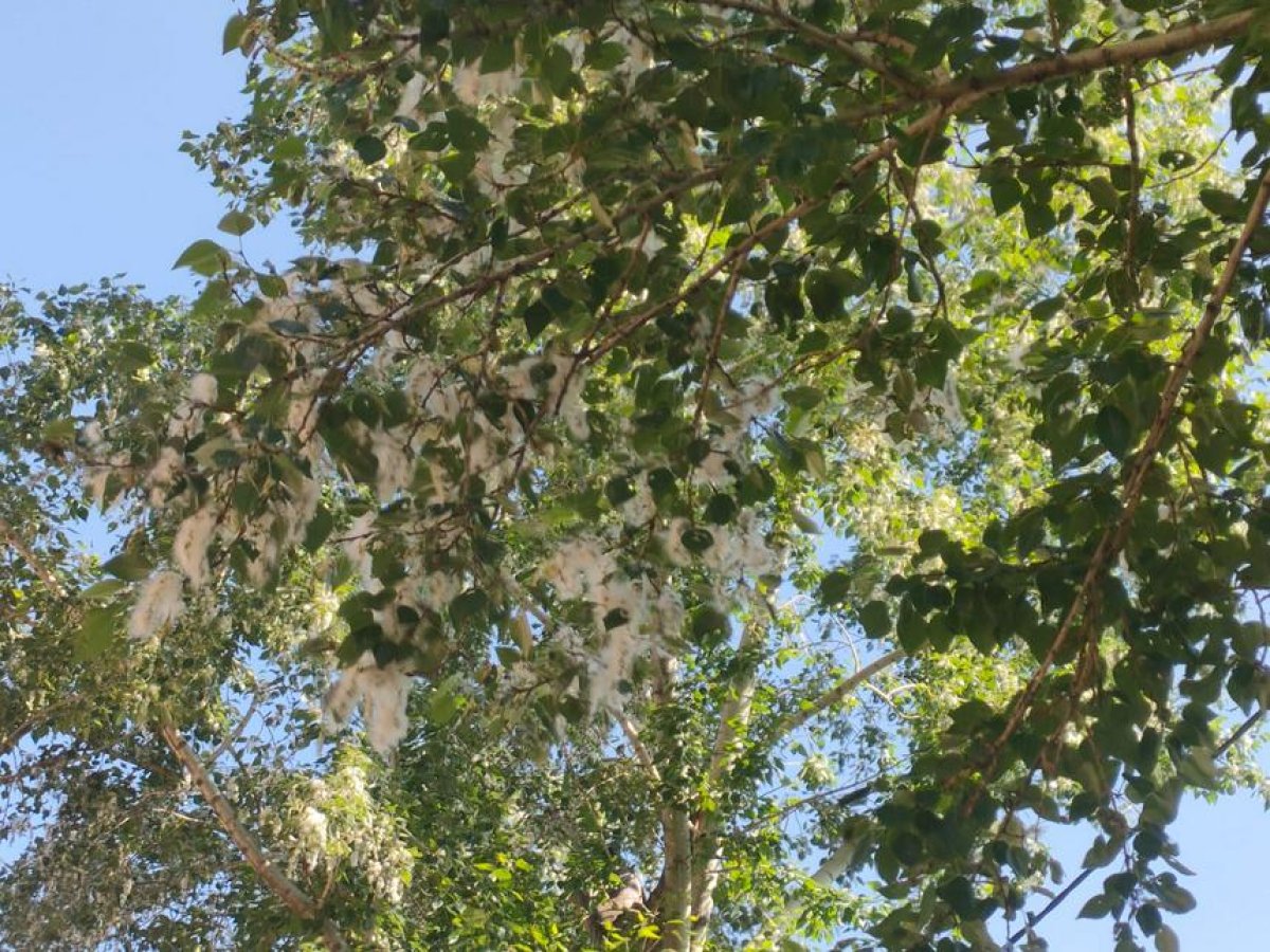 ШҚО құтқарушылары күн сайын 10-ға жуық рет мамықты шарпыған өртті сөндіруге барады