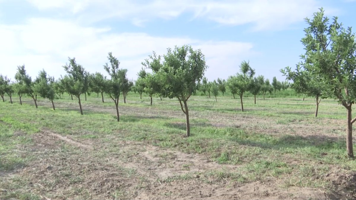 Қызылорда облысында 200 мың гектар жер мемлекет меншігіне қайтарылады
