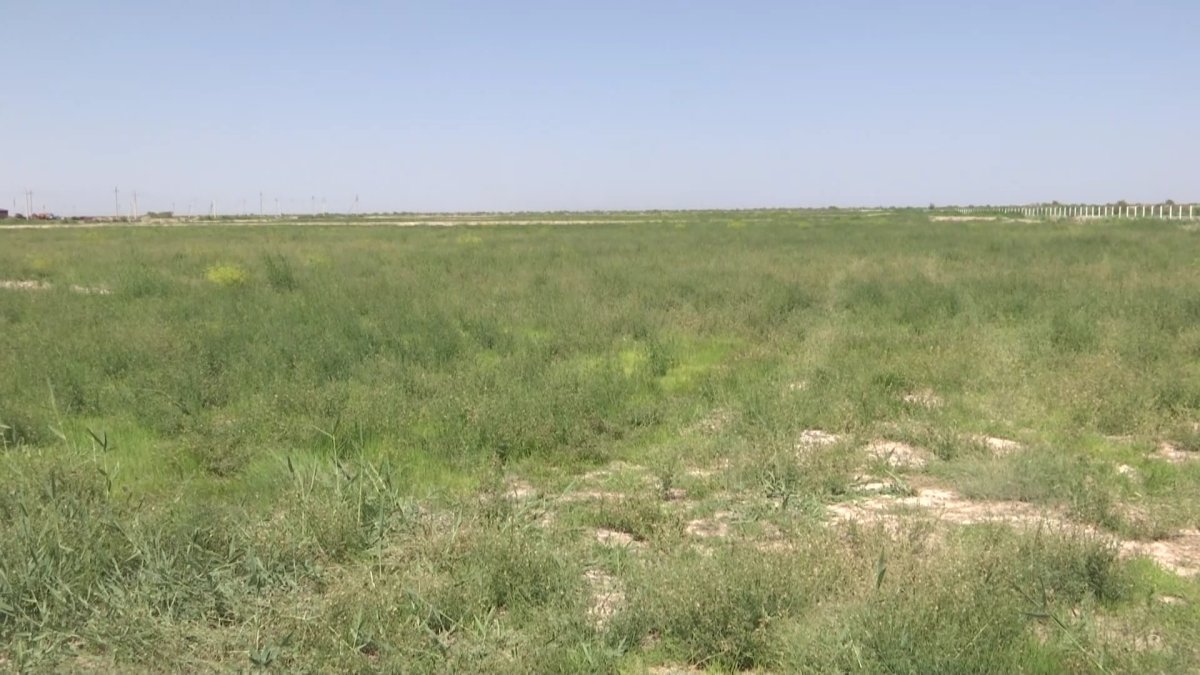 Двести тысяч гектаров земли планирует вернуть комиссия «Жер Аманаты» в Кызылординской области
