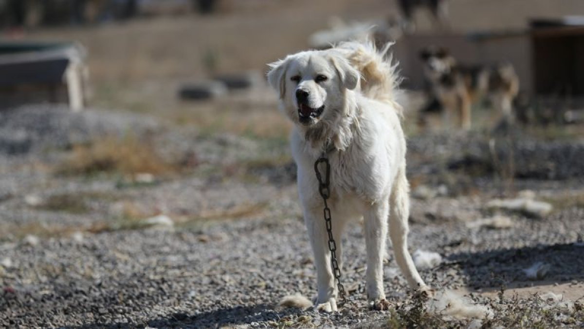 Жетісу облысында жыл басынан 374 адамды ит қапқан