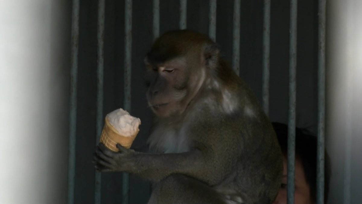 Чай и пломбир: чем кормят в жару животных в карагандинском зоопарке