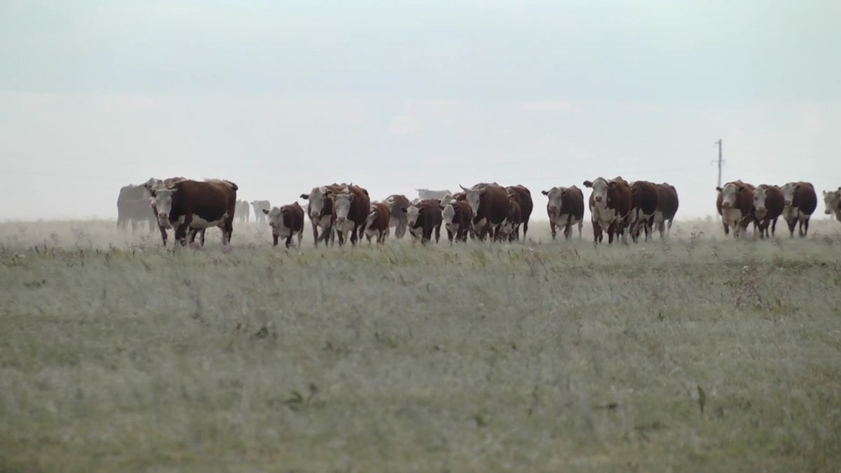 Павлодар облысында биыл 7 ауданның халқы малға қысқы азық дайындай алмай қалуы мүмкін