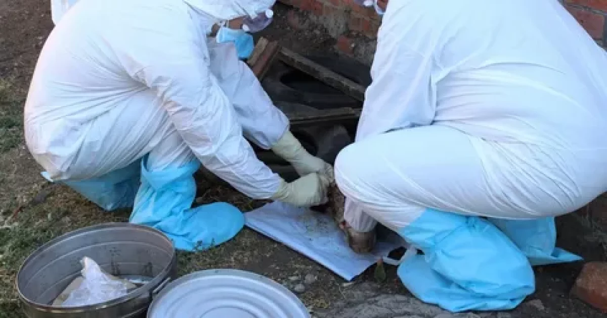 Жамбылда сібір жарасынан бір ауыл карантинге жабылды