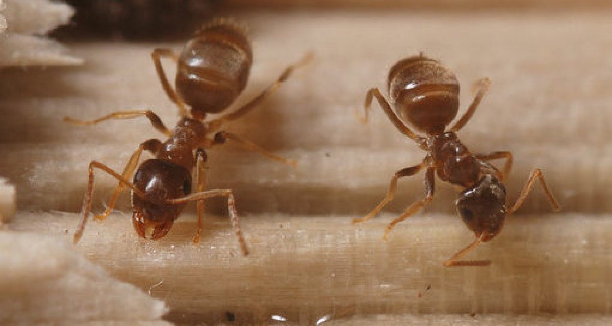 Муравьи из Узбекистана могут оставить Великобританию без электричества