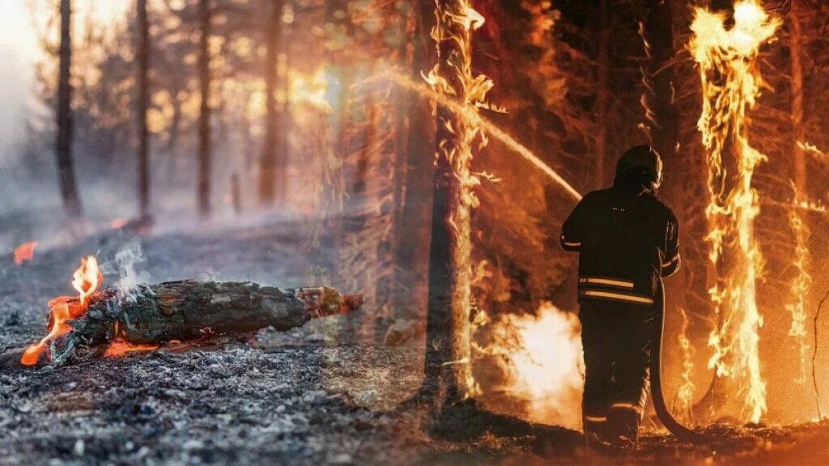 Генпрокуратура назвала главных подозреваемых в смертельных лесных пожарах в области Абай