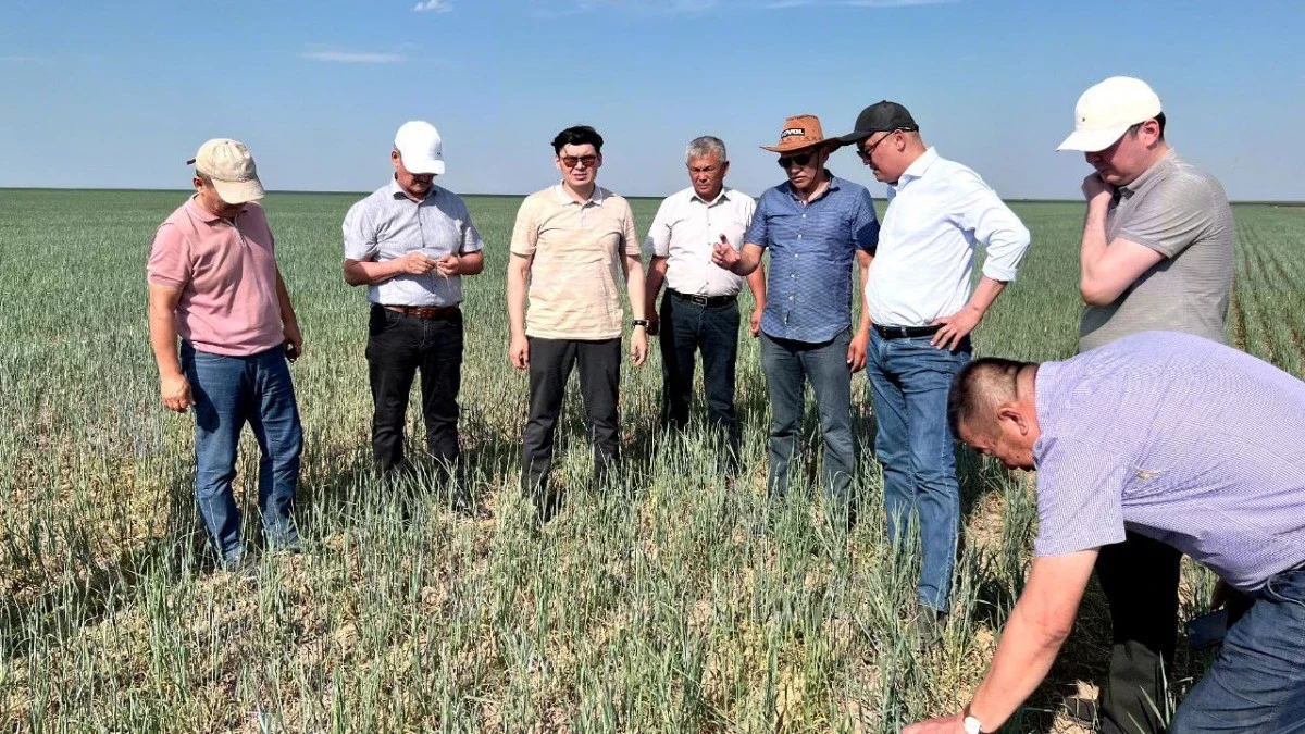 Шегіртке қаптаған Қостанайда зиянкестермен күреске 31 техника жұмылдырылды