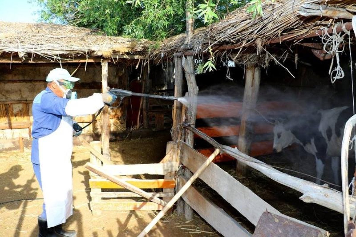 Түркістан облысының 9 тұрғынынан Конго-Қырым қанды безгегі табылды