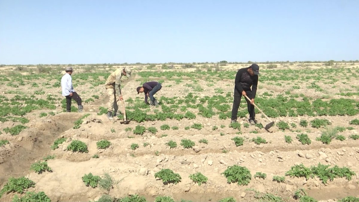 Члены партии «AMANAT» ознакомились с работой трудовых бригад в Кызылординской области