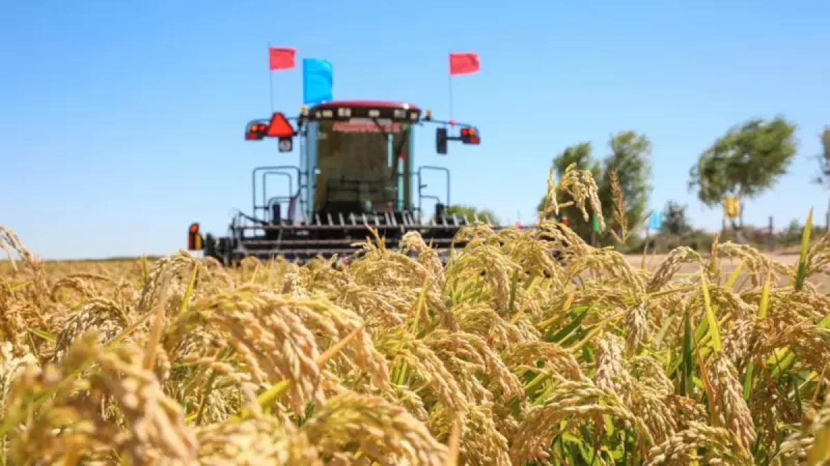 "125 гектар күріштік күйіп кетті". Сырбойылық шаруалар шығынға батуы мүмкін