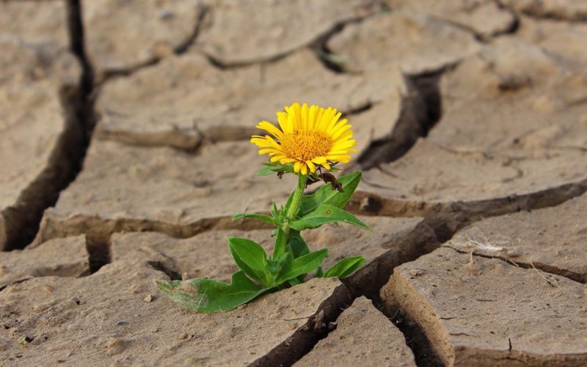 Павлодар облысындағы төрт ауылға қуаңшылық қаупі төніп тұр