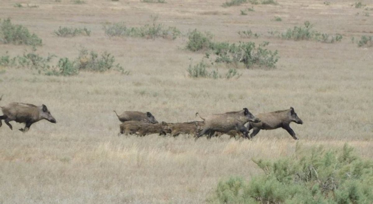 Семью кабанов запечатлели в экологическом парке Алты-Сай