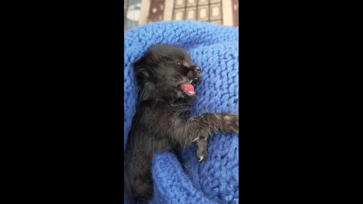 В Комитете ветеринарного контроля прокомментировали наличие коронавируса у казахстанских кошек