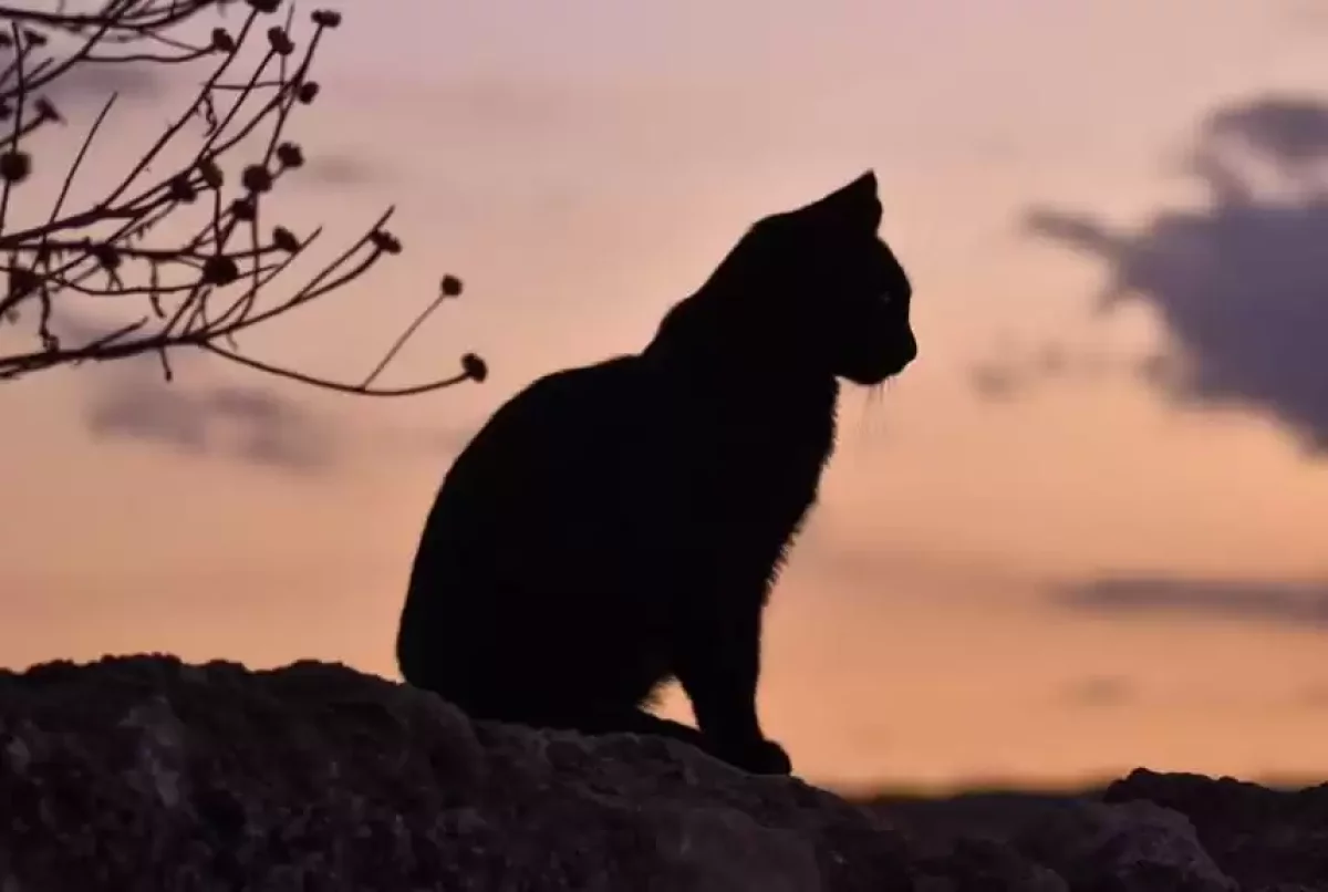 Польшада мысықтардан құс тұмауы анықталды