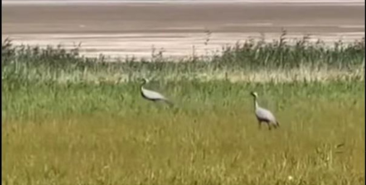 Редких краснокнижных птиц заметили в Бурабае