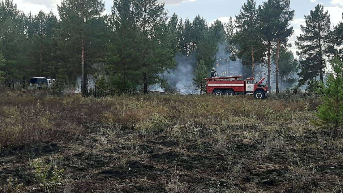 Пожар в Приморском лесничестве локализован