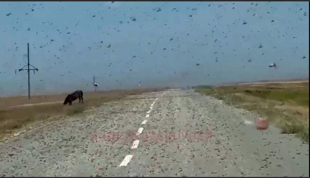 Полчища саранчи атакуют посевы в Костанайской области