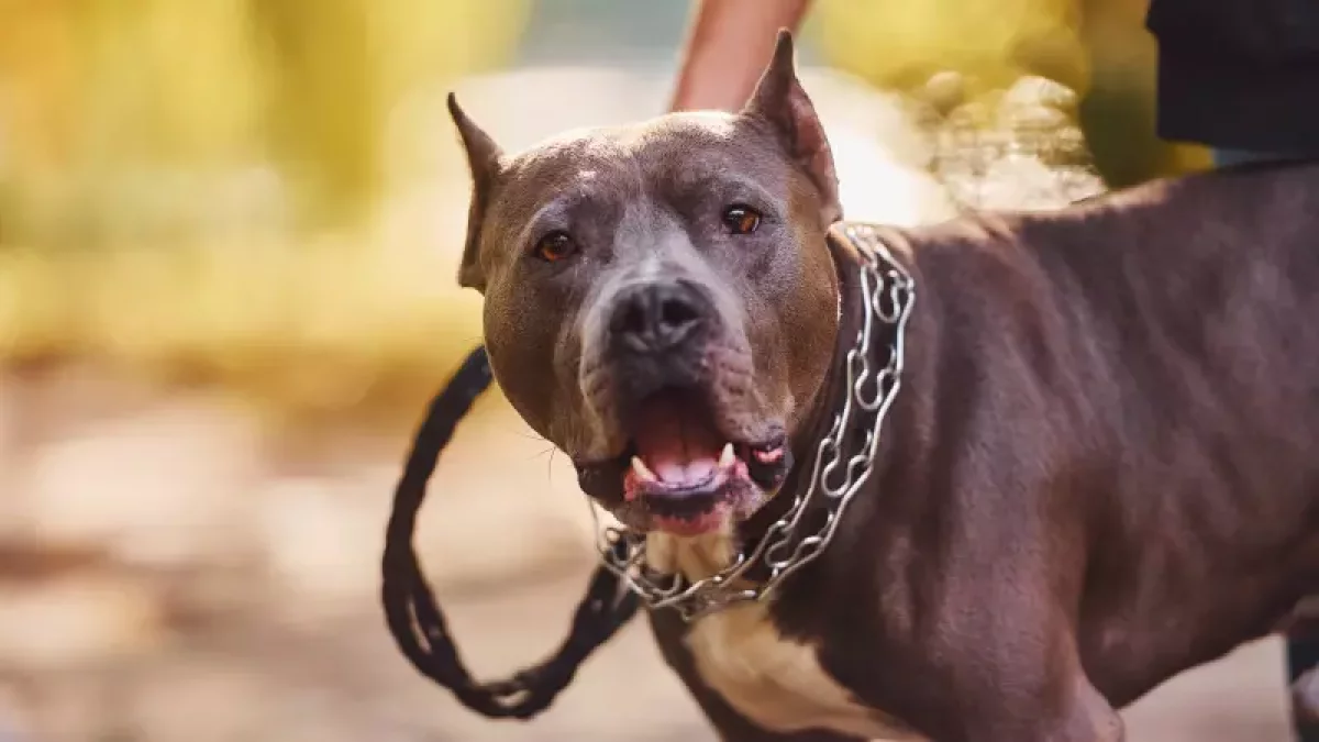 "Мән бермеген". Аяғын ит қауып алған тұрғын 5 айдан кейін қайтыс болды