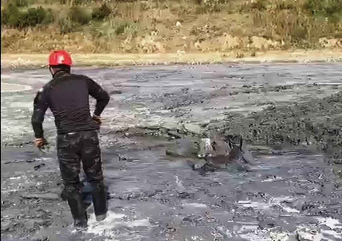 Телёнка вытащили из трясины спасатели ВКО