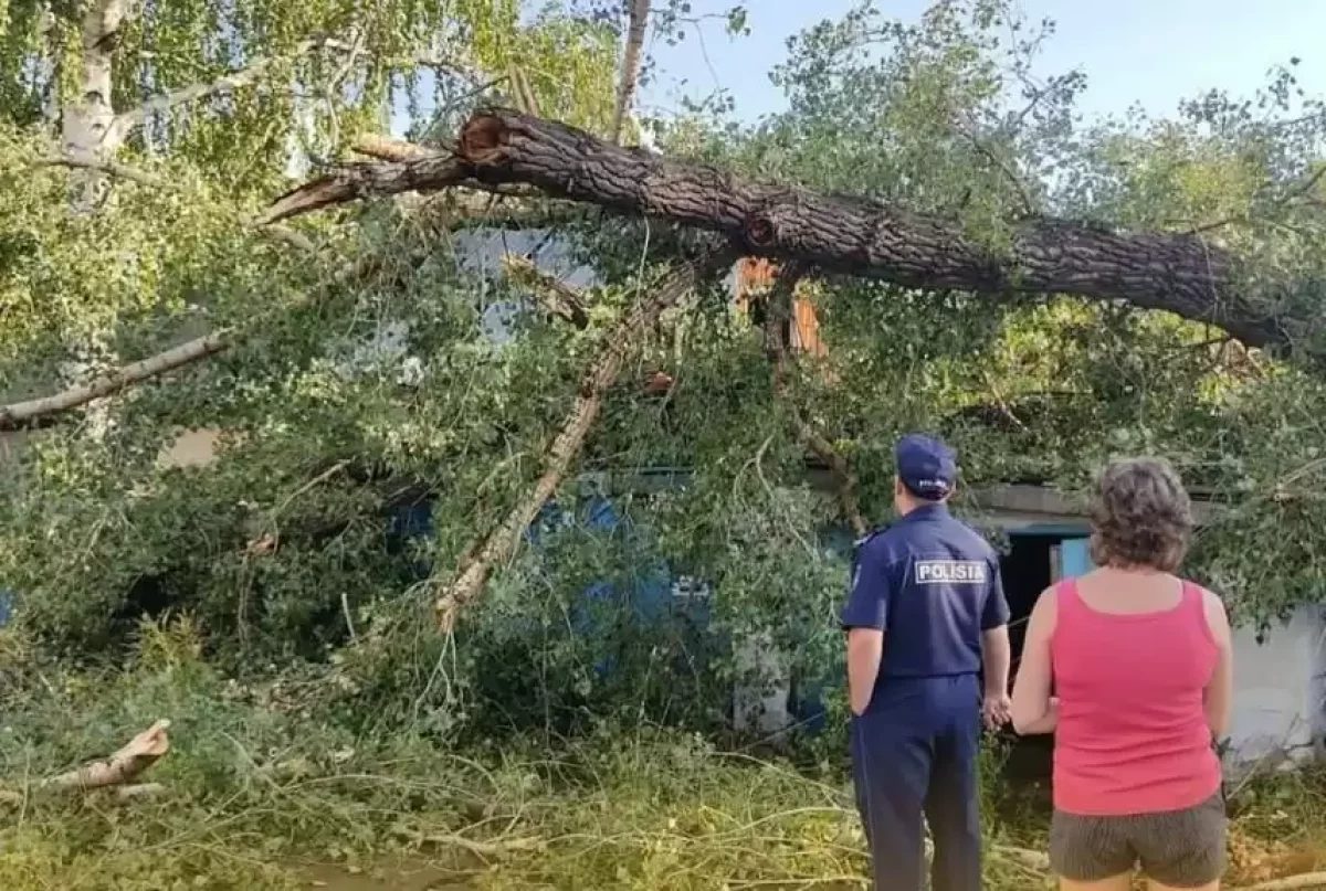 ШҚО-ның Глубокое ауданында күшті желден ағаштар құлап, көшелер жарықсыз қалды