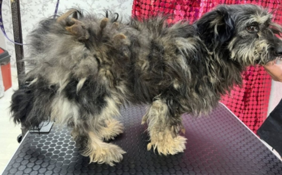 Два месяца пёс провел в колодце в Актобе и выжил