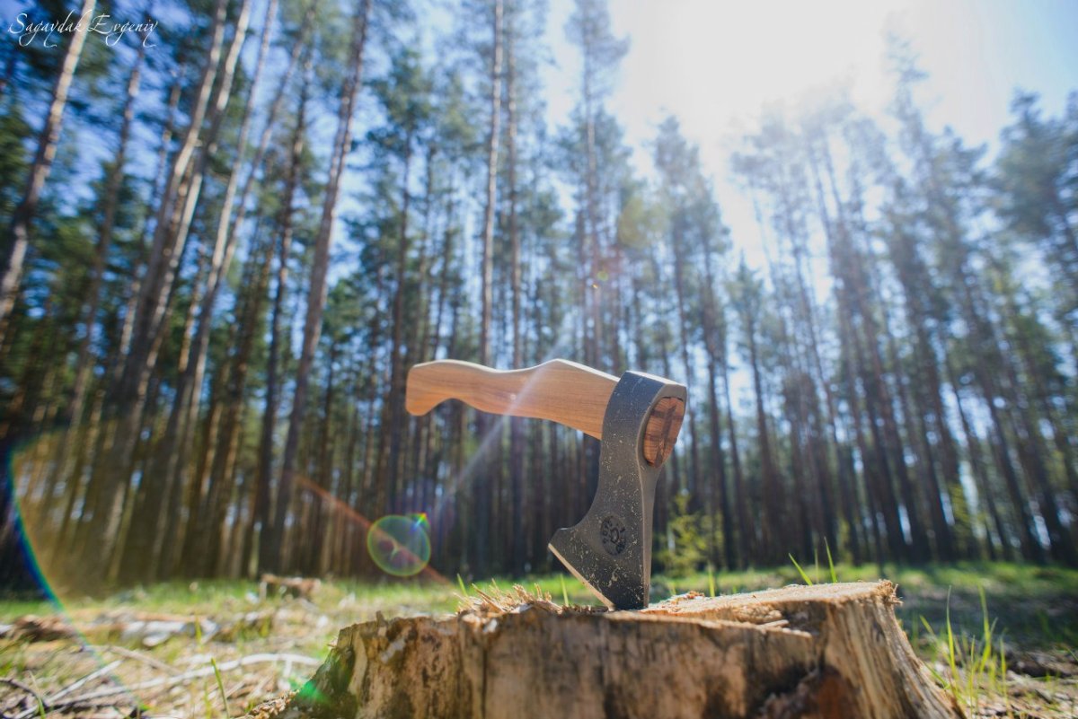 В Казахстане предлагают на 10 лет запретить вырубку хвойного леса