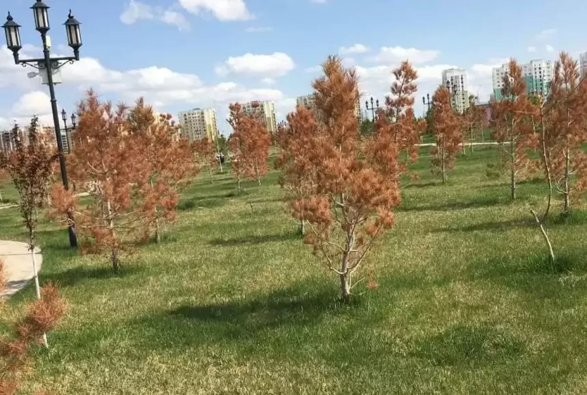 Түркістан қаласына отырғызылған ағаштардың көбі жерсінбей қурап кетті