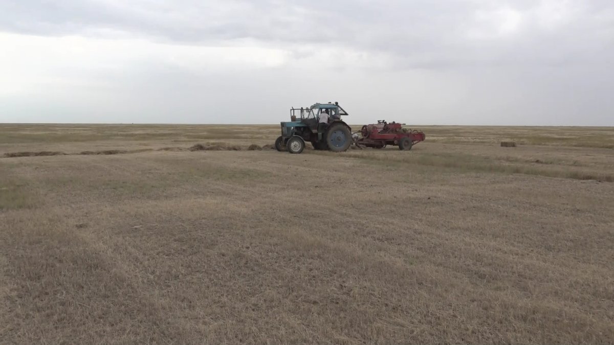 Батыс Қазақстан облысындағы киіктен зардап шеккен шаруалардың шығыны 10 миллиард теңгеге жетті