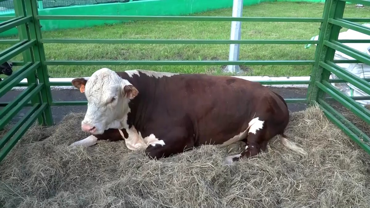 Развитие молочного животноводства в Казахстане обсудили на международном форуме в СКО