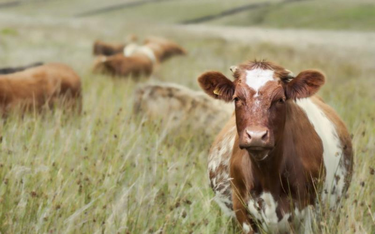 Биыл ұрланған 4 мың бас малдың жартысы табылды