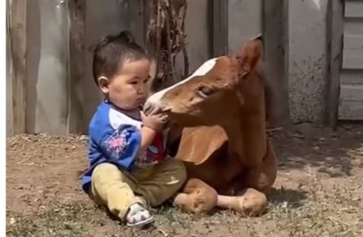 Дружба малыша и жеребенка растрогала казнет