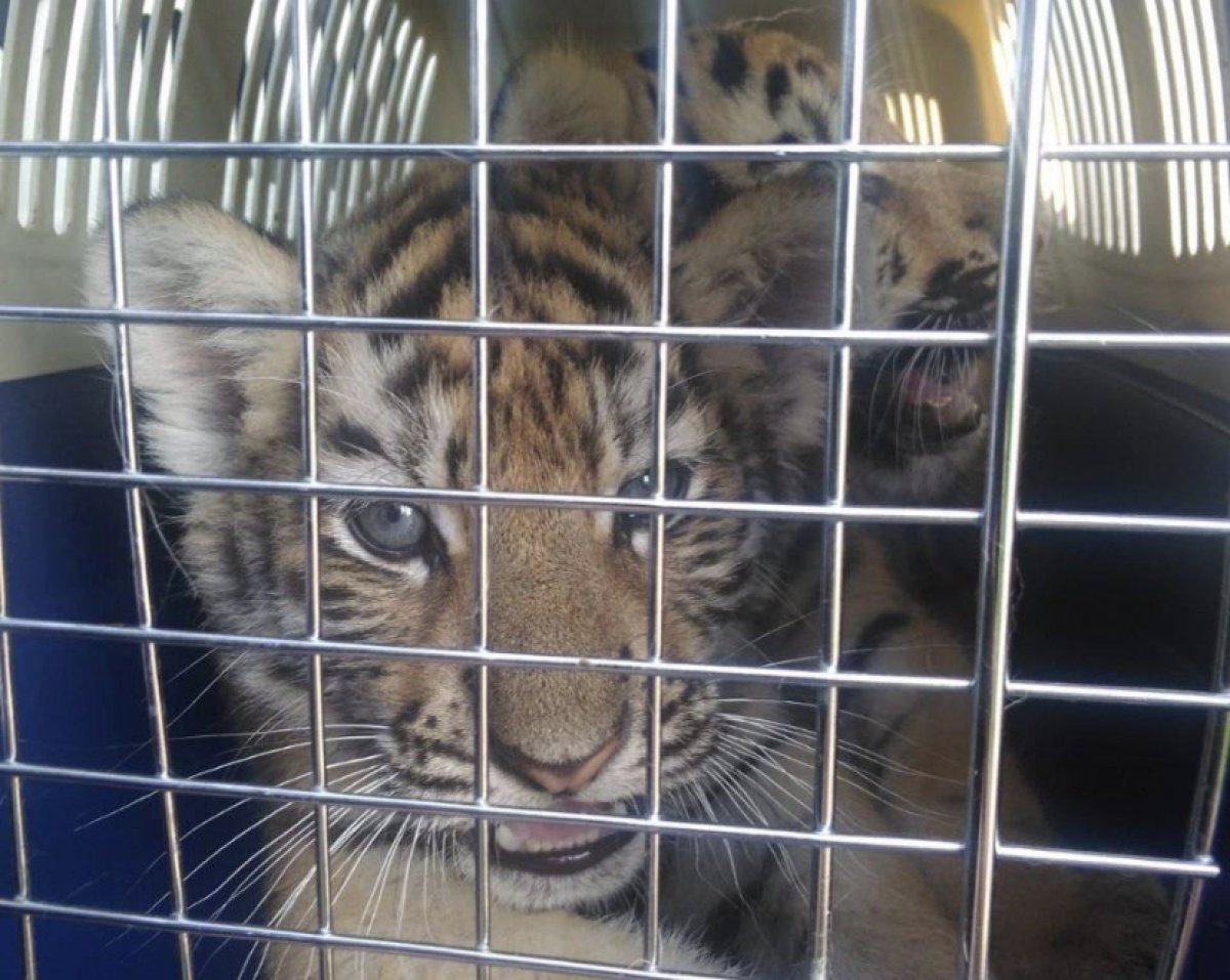 Тигрят и львят пытались незаконно ввезти в Казахстан из Чечни
