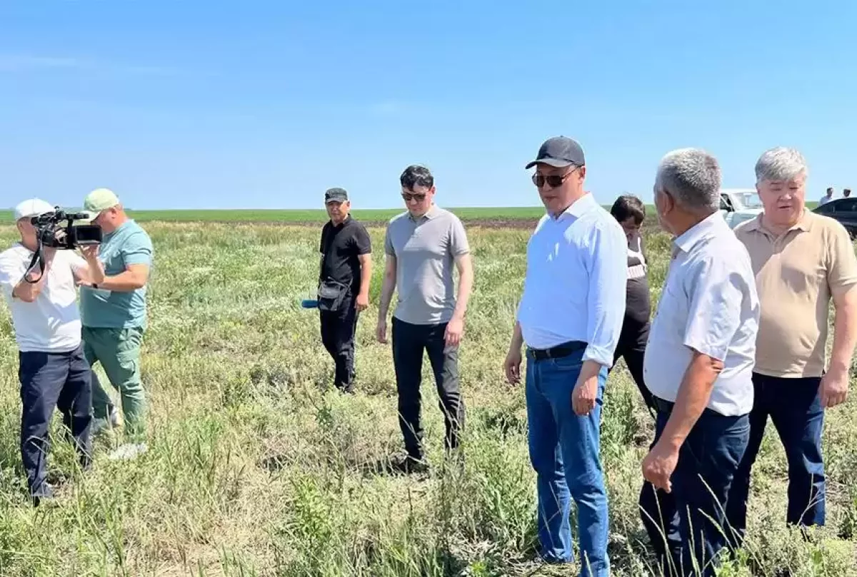 Қазақстан өңірлерінде шегірткенің көбеюіне қатысты жағдай Үкімет  бақылауында