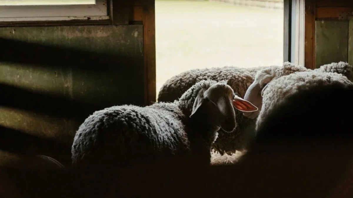 Павлодарда бұралқы иттер бір үйдің 80-нен астам қойын қырып кеткен