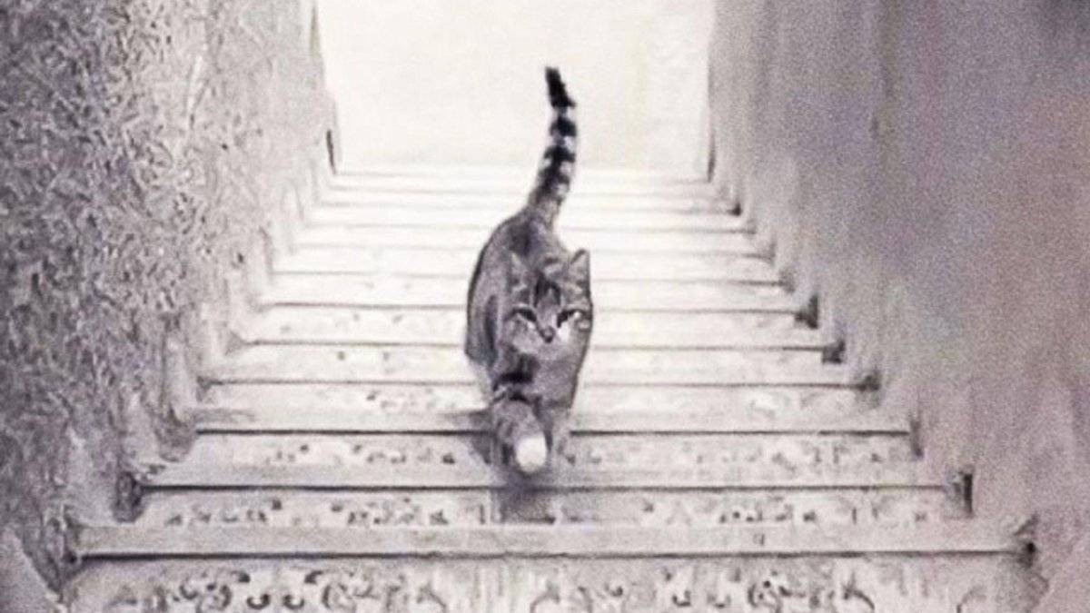 Үй жануарларын есепке қою: ешкім пәтер жағаламайды