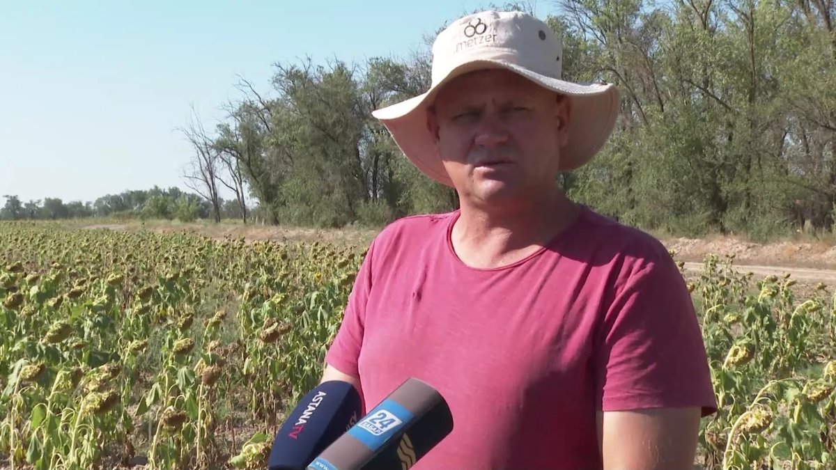 Жамбылда тіршілік нәрінің тапшылығынан 130 гектар жерге егілген күнбағыс күйіп кетті