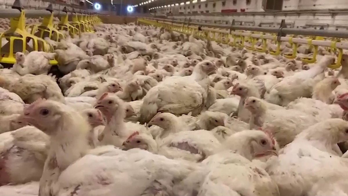 60 тыс. тонн куриного мяса в год будет производить птицефабрика Усть-Каменогорска