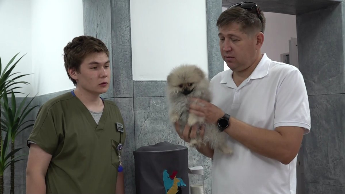 Елімізде ит-мысықтарды чиптеу жұмысы басталады