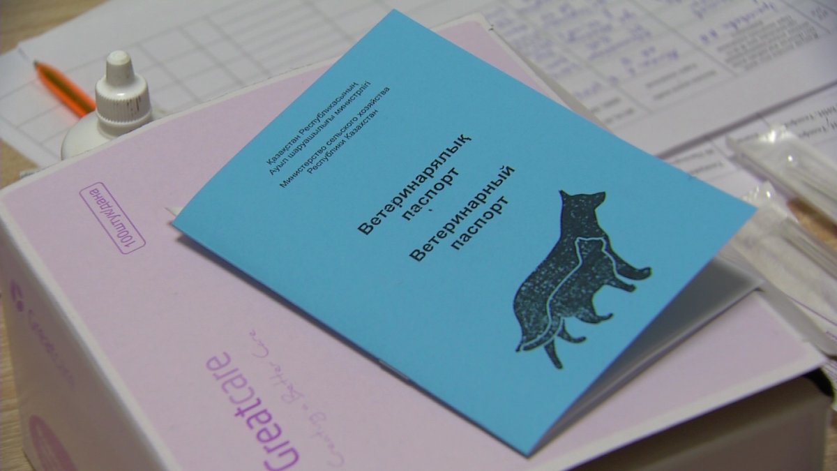 Обязательное чипирование животных: как пройти процедуру бесплатно