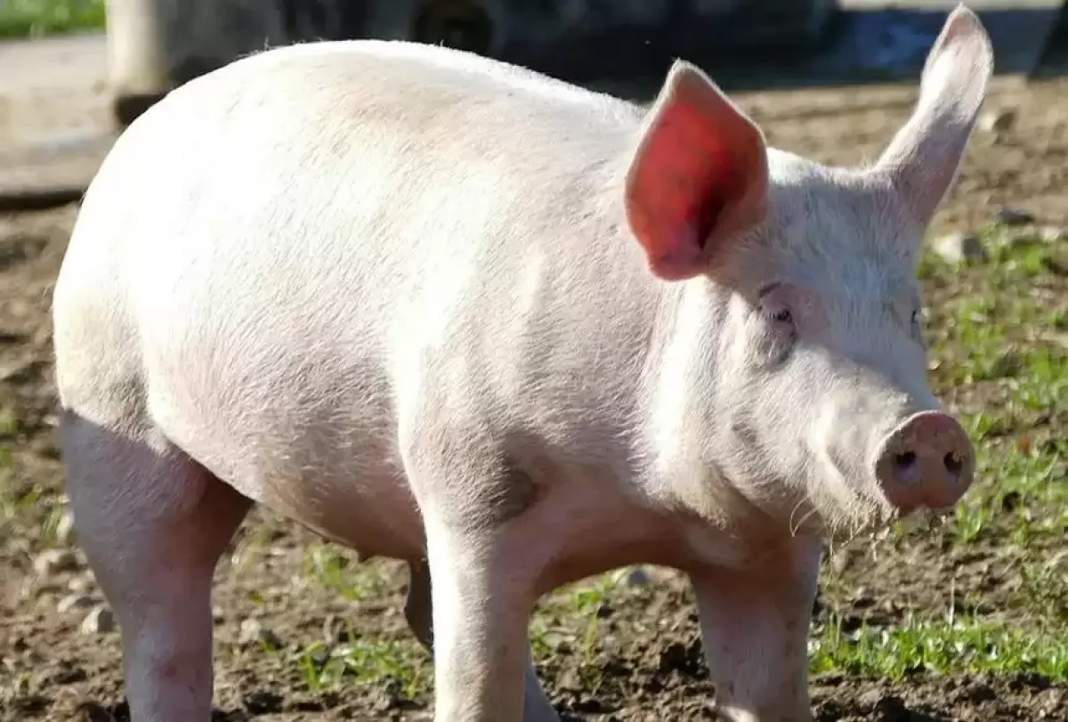 Адамға салынған шошқаның бүйрегі қалыпты жұмыс істей бастады