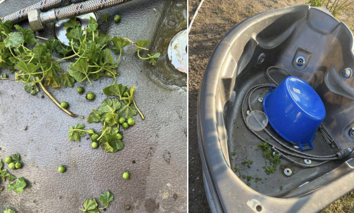 Маленькие брат и сестра отравились белладонной в Актюбинской обоасти