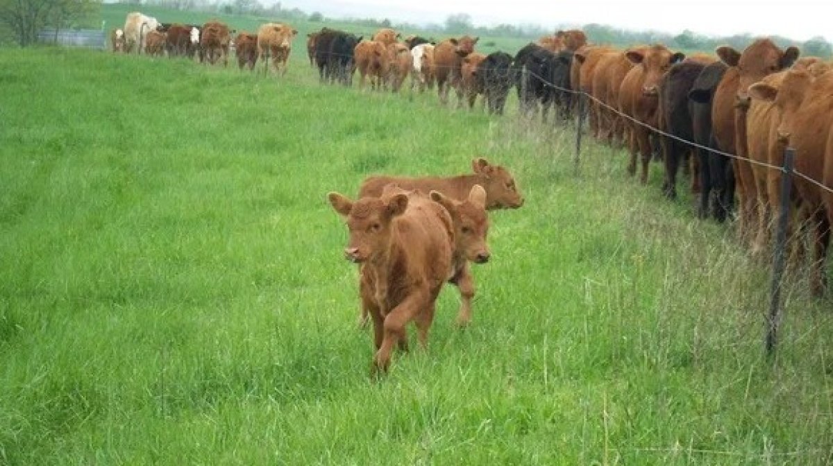 Размером с Чехию: 7,8 миллионов гектаров сельхозземель вернули в госсобственность в Казахстане