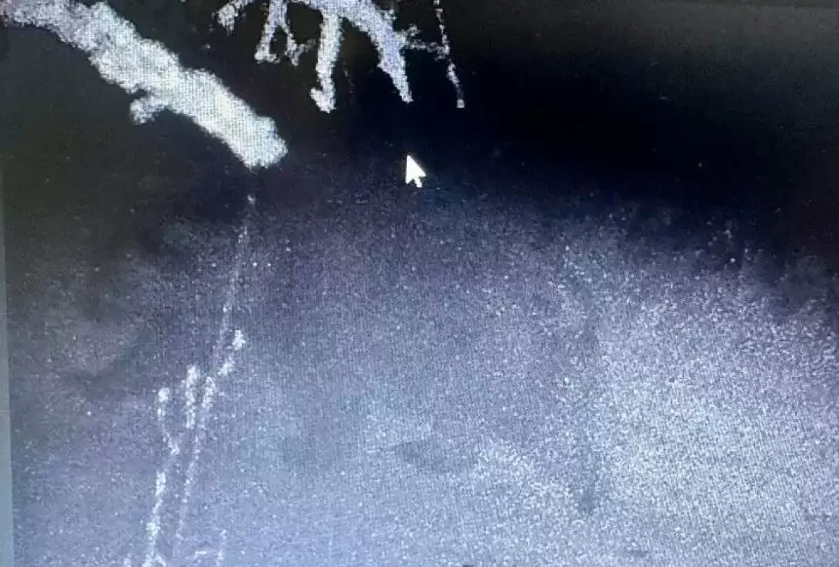 Түркістан облысында аю жүр