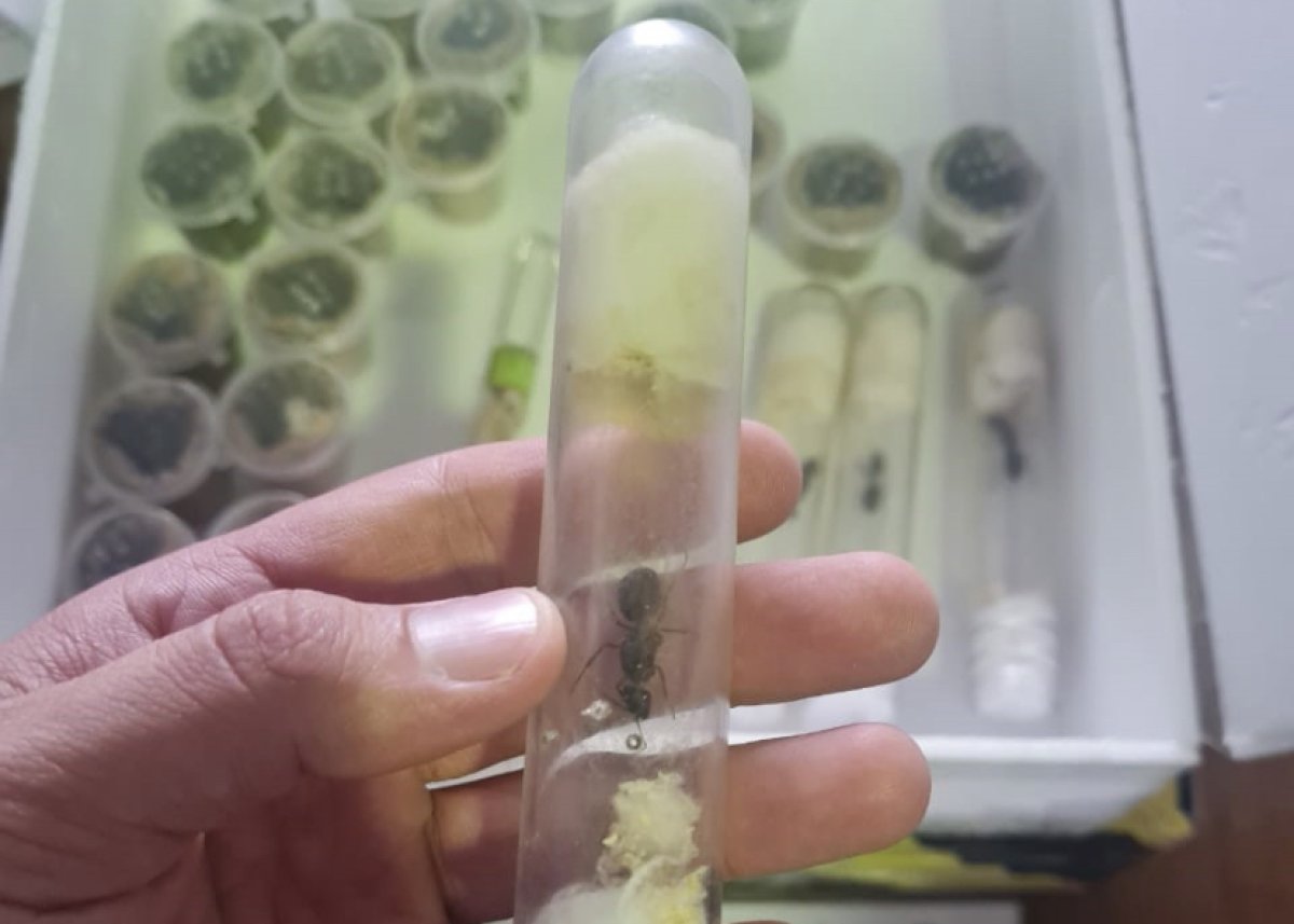 Живых муравьев из Италии под видом кондитерских изделий пытались провезти в Казахстан