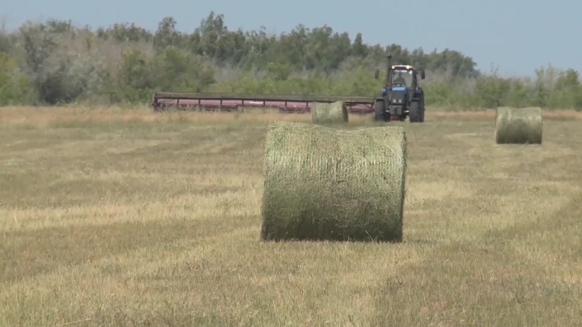 Павлодар облысында  шөптің тоннасы 60 мың теңгеге жақындады