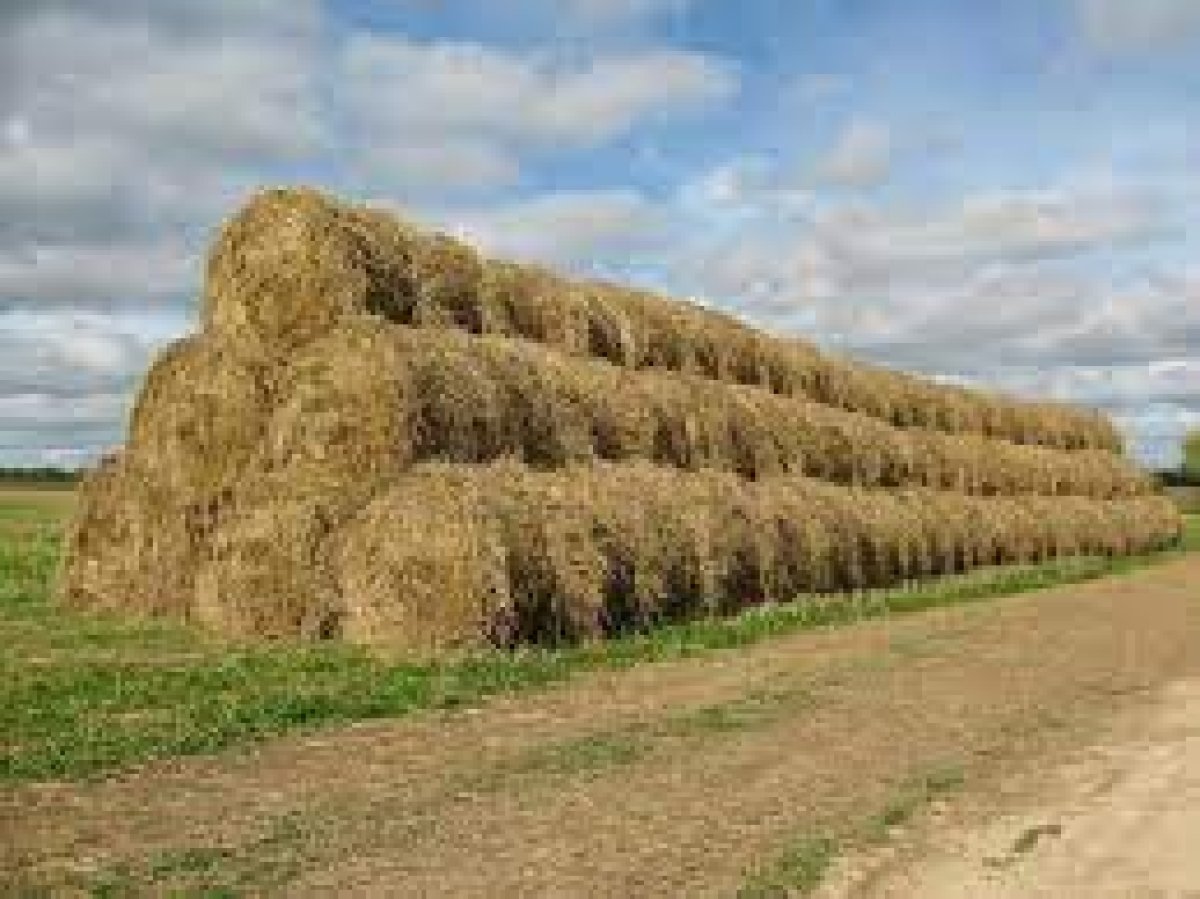 Ақмолалық пішеншілер 1,2 млн тоннаға жуық шөп дайындады